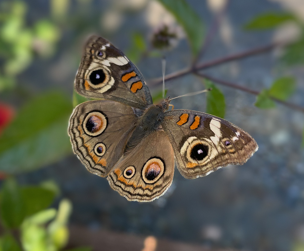 Butterfly photo taken by Lana Eberhard 9/22.