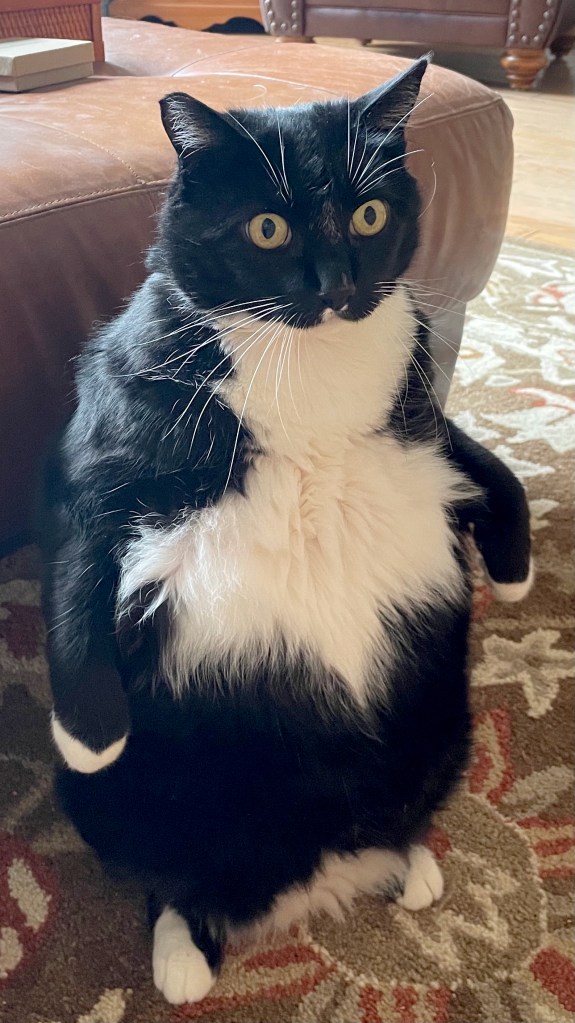 Our cat Buddy impersonating a penguin