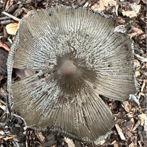 Mushroom in Mendocino County California.
